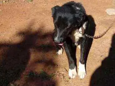 Cachorro ra a Vira lata idade 3 anos nome Banzé