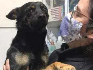 Cachorro raça SRD idade 1 ano nome Juanito