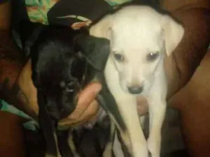 Cachorro raça Vira-lata  idade  nome Preta e branquinha 
