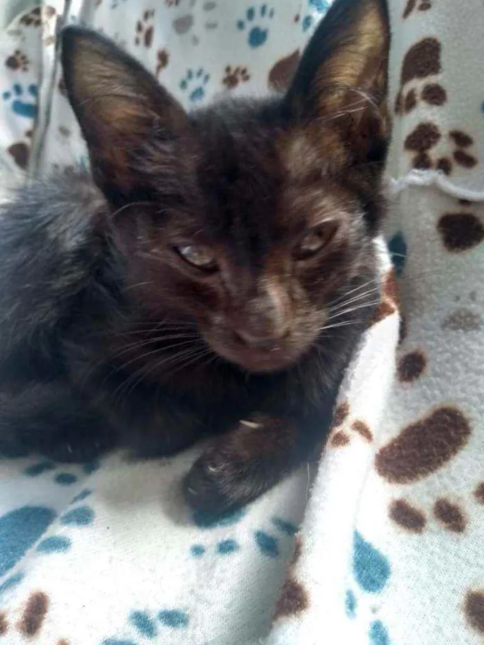 Gato raça Srd idade 2 a 6 meses nome Gatinhos 