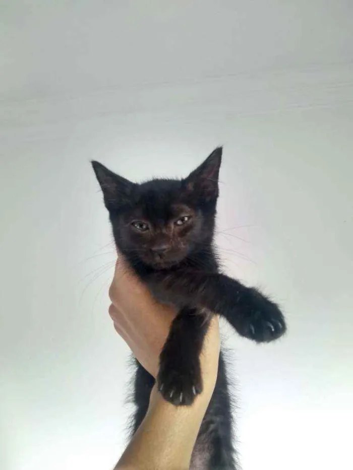 Gato raça Srd idade 2 a 6 meses nome Gatinhos 