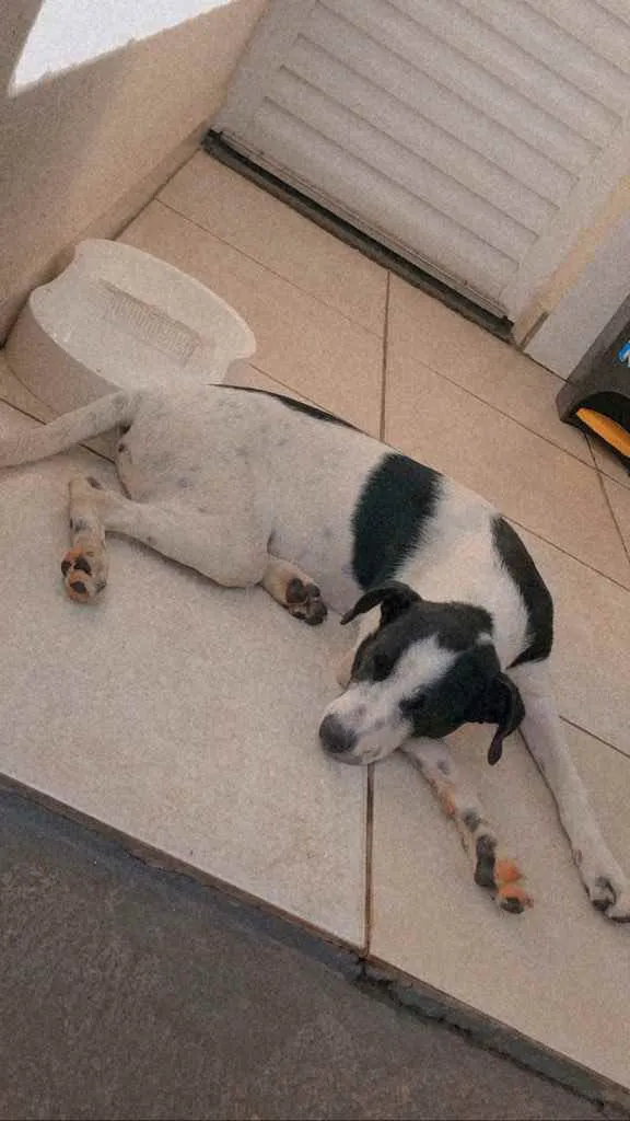 Cachorro ra a Vira Lata idade 2 a 6 meses nome Thor