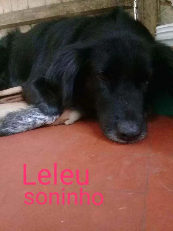 Cachorro ra a SRD idade 2 anos nome Leleu