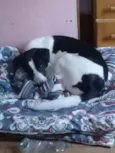 Bela