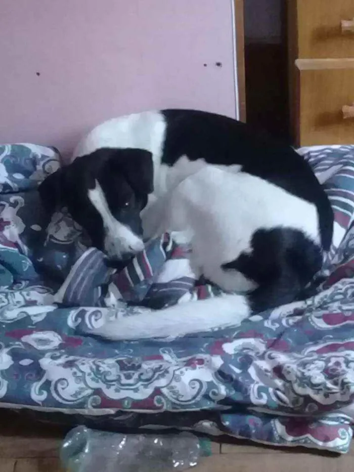 Cachorro ra a SRD idade 2 anos nome Bela