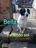 Bela