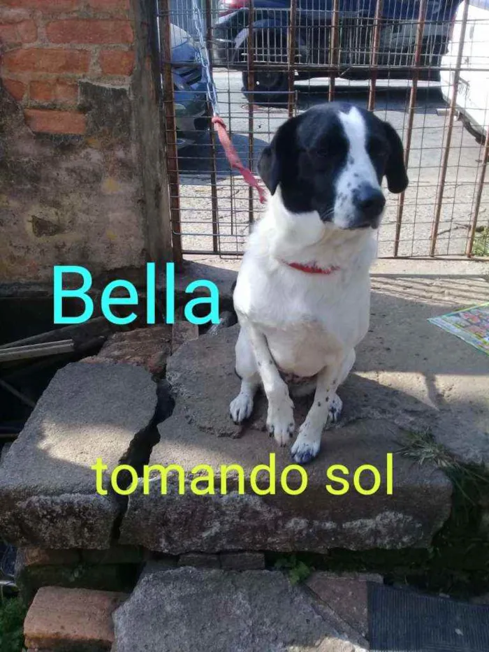 Cachorro ra a SRD idade 2 anos nome Bela