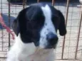 Bela