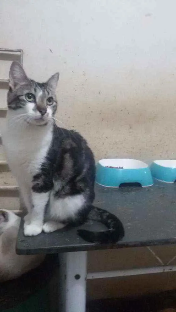 Gato ra a SRD idade 2 anos nome Havenna