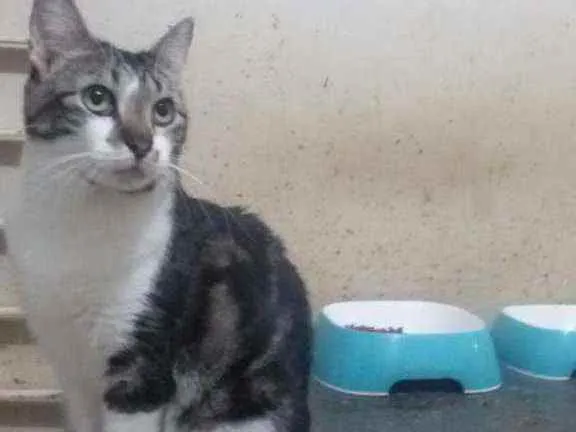 Gato ra a SRD idade 2 anos nome Havenna