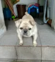 Pingo