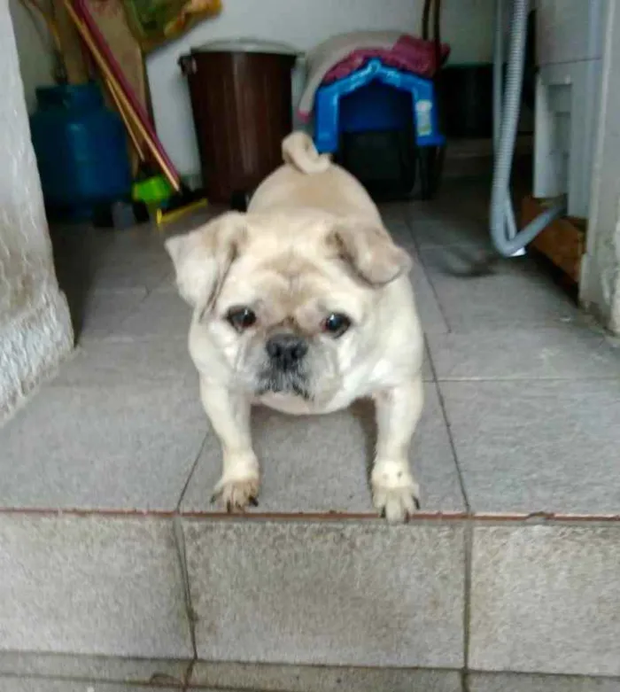 Cachorro ra a Pug mestiço idade 6 ou mais anos nome Pingo