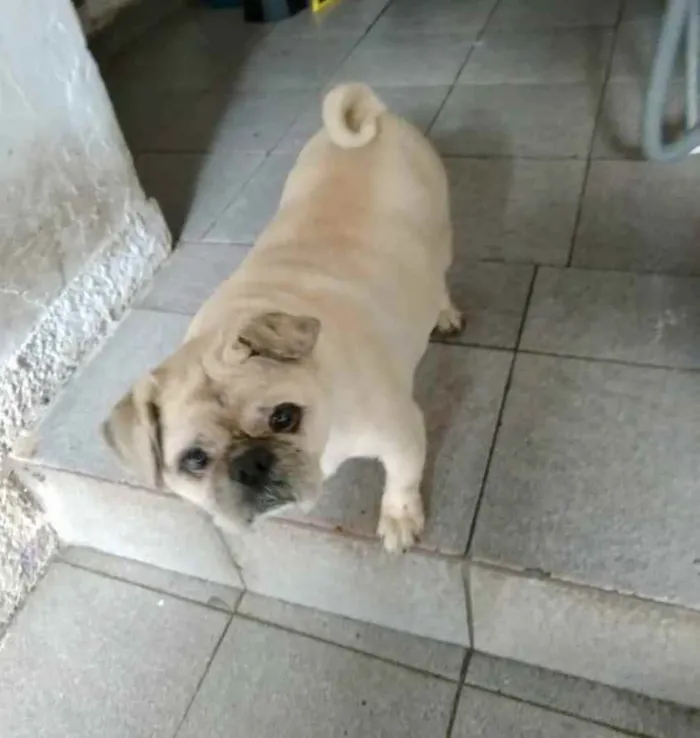 Cachorro ra a Pug mestiço idade 6 ou mais anos nome Pingo
