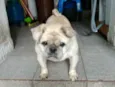 Pingo