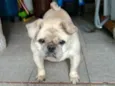 Pingo