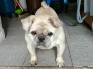 Cachorro raça Pug mestiço idade 6 ou mais anos nome Pingo