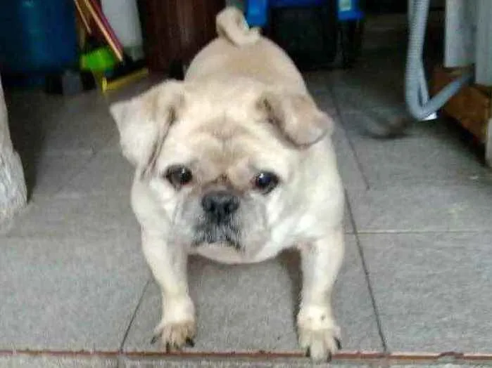 Cachorro ra a Pug mestiço idade 6 ou mais anos nome Pingo