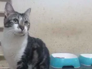 Gato raça SRD idade 2 anos nome Havenna