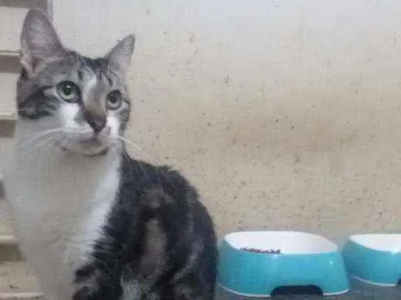 Gato ra a SRD idade 2 anos nome Havenna