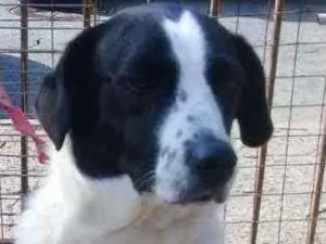 Cachorro raça SRD idade 2 anos nome Bela
