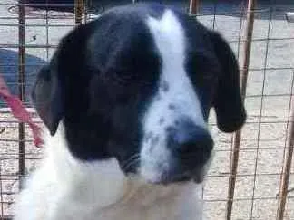 Cachorro ra a SRD idade 2 anos nome Bela