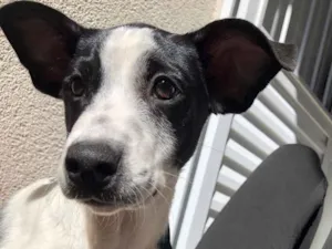 Cachorro raça Vira Lata idade 2 a 6 meses nome Thor