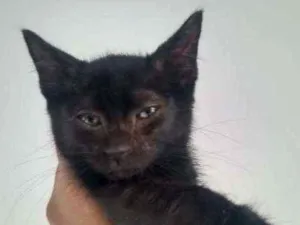 Gato raça Srd idade 2 a 6 meses nome Gatinhos 