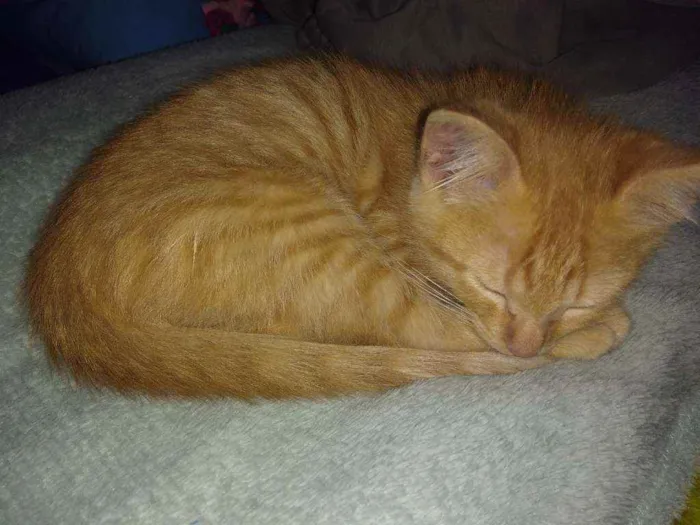 Gato raça Vira lata idade 2 a 6 meses nome Sem nome