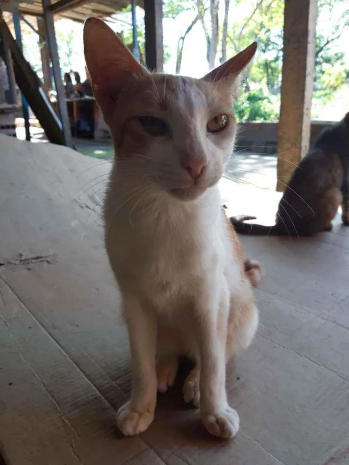 Gato ra a Bicolor idade 2 a 6 meses nome Liro