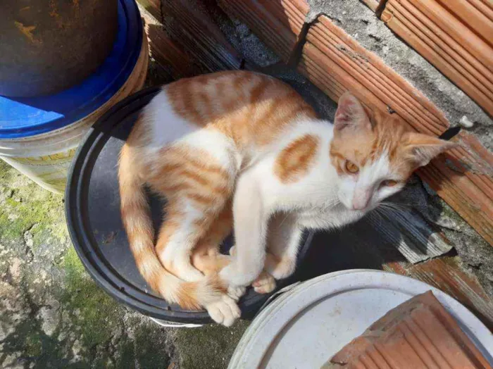 Gato ra a Bicolor idade 2 a 6 meses nome Liro