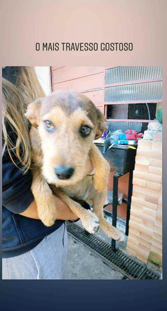 Cachorro ra a SRD idade 2 a 6 meses nome Sem nome ainda