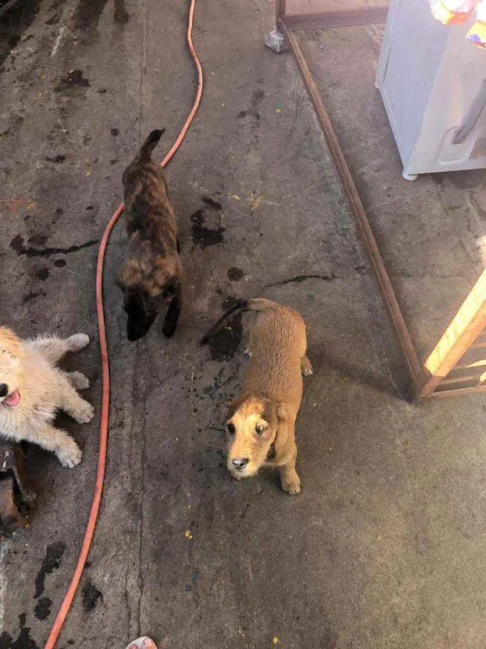 Cachorro ra a SRD idade 2 a 6 meses nome Sem nome ainda