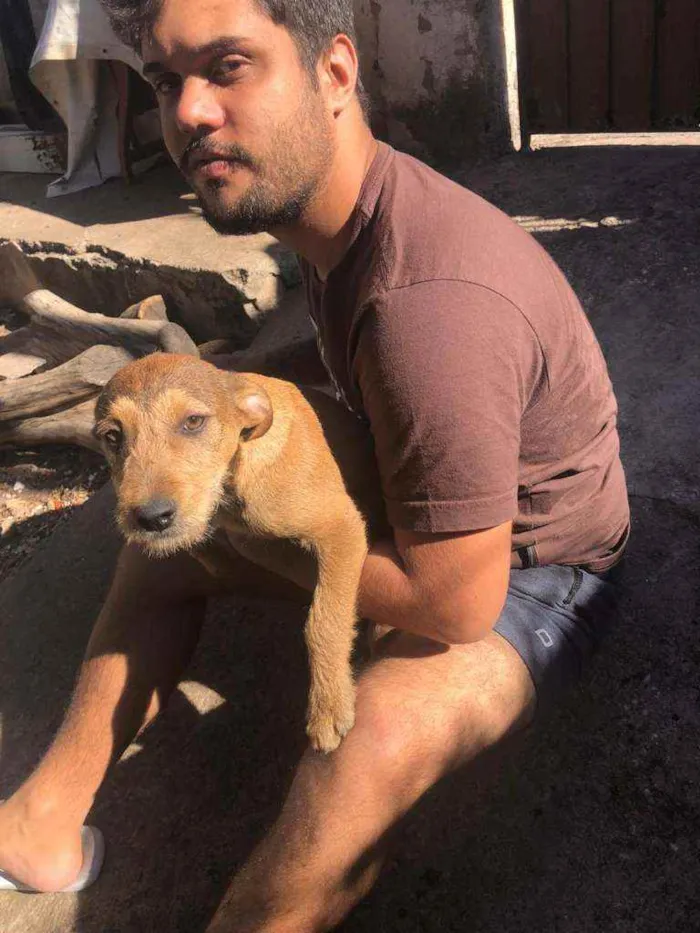 Cachorro ra a SRD idade 2 a 6 meses nome Sem nome ainda
