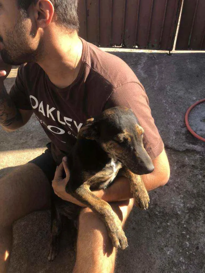Cachorro ra a SRD idade 2 a 6 meses nome Sem nome ainda