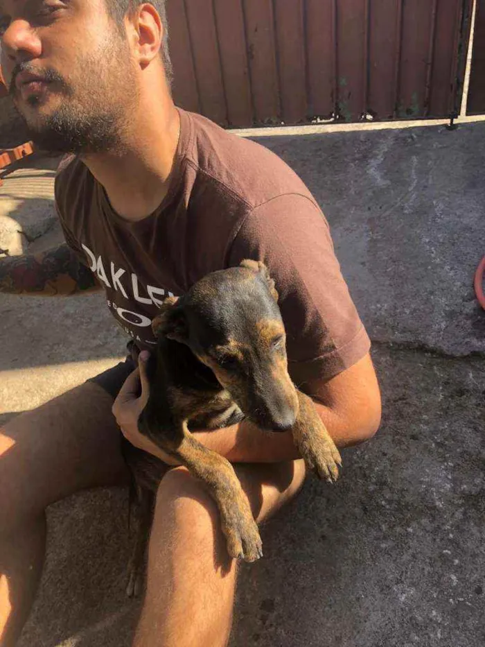 Cachorro ra a SRD idade 2 a 6 meses nome Sem nome ainda