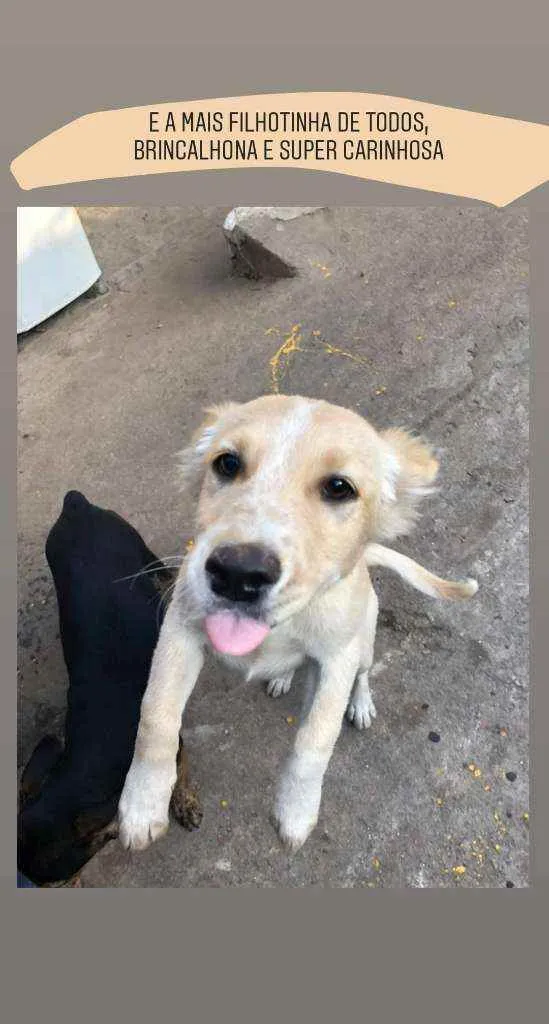 Cachorro ra a SRD idade 2 a 6 meses nome Sem nome ainda