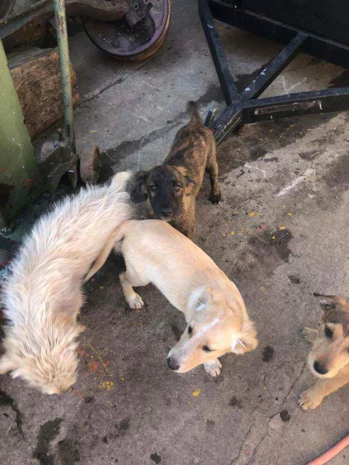 Cachorro ra a SRD idade 2 a 6 meses nome Sem nome ainda