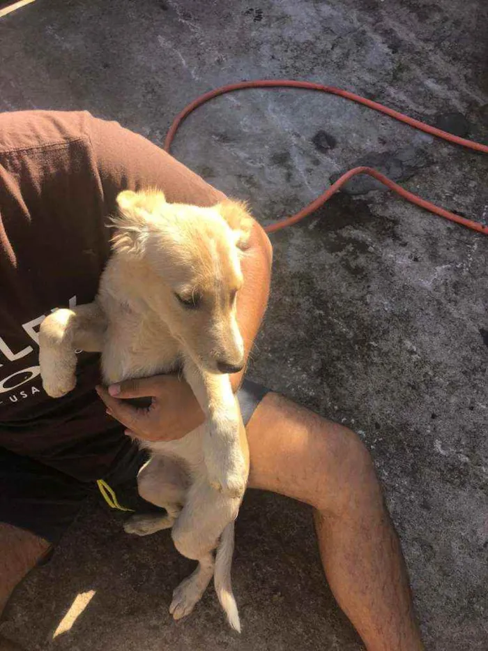 Cachorro ra a SRD idade 2 a 6 meses nome Sem nome ainda