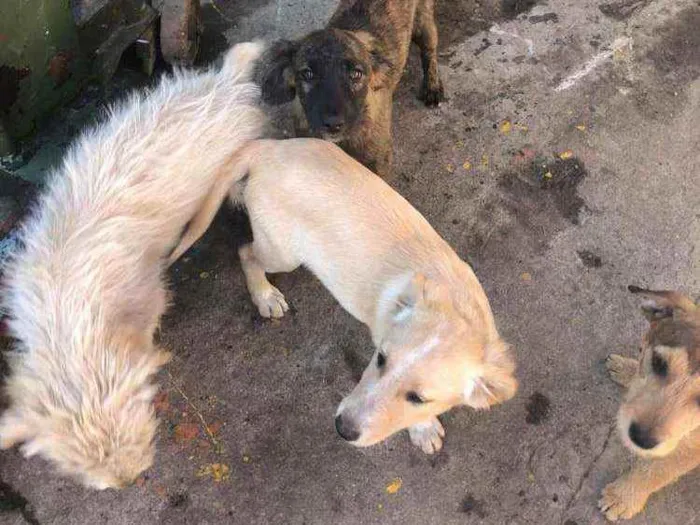 Cachorro ra a SRD idade 2 a 6 meses nome Sem nome ainda