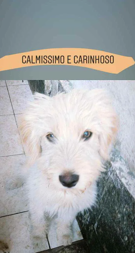 Cachorro ra a SRD idade 2 a 6 meses nome Sem nome ainda