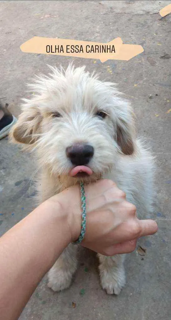 Cachorro ra a SRD idade 2 a 6 meses nome Sem nome ainda