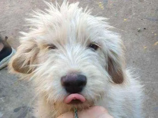 Cachorro ra a SRD idade 2 a 6 meses nome Sem nome ainda