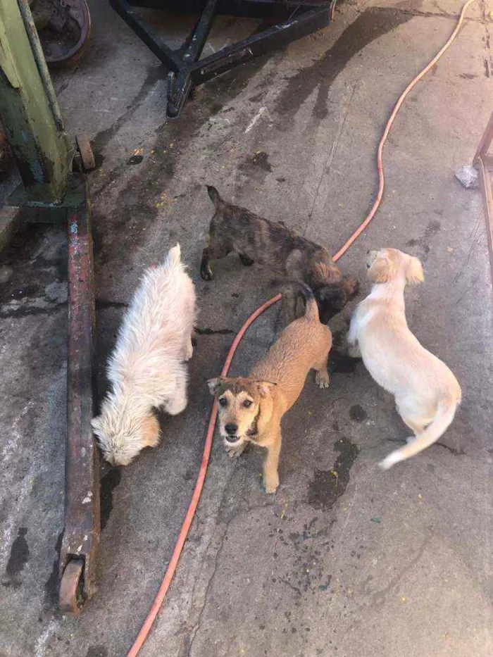 Cachorro ra a SRD idade 2 a 6 meses nome Sem nome ainda