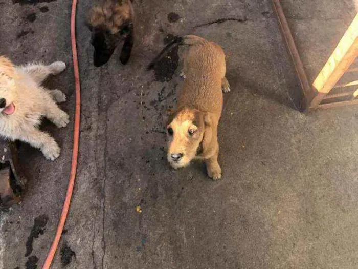 Cachorro ra a SRD idade 2 a 6 meses nome Sem nome ainda