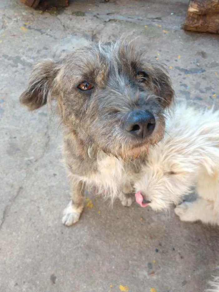 Cachorro ra a SRD idade 2 anos nome Malha