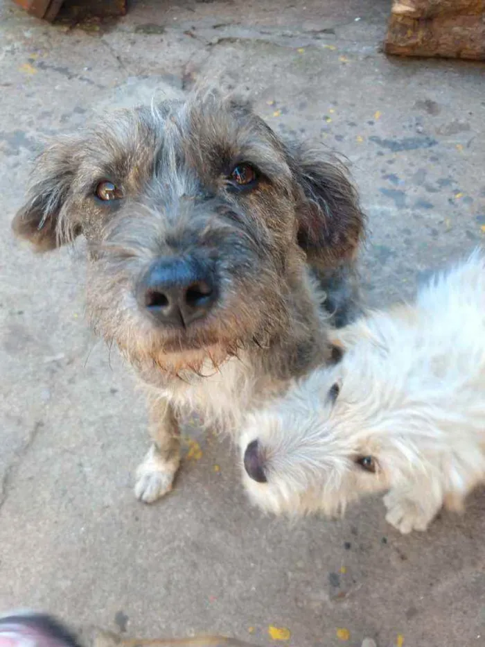 Cachorro ra a SRD idade 2 anos nome Malha