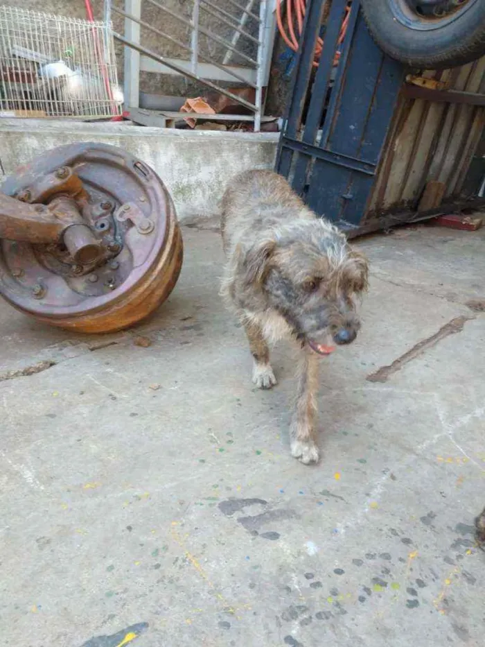 Cachorro ra a SRD idade 2 anos nome Malha