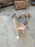 Malha