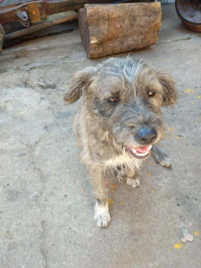 Cachorro ra a SRD idade 2 anos nome Malha