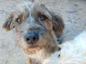 Cachorro raça SRD idade 2 anos nome Malha